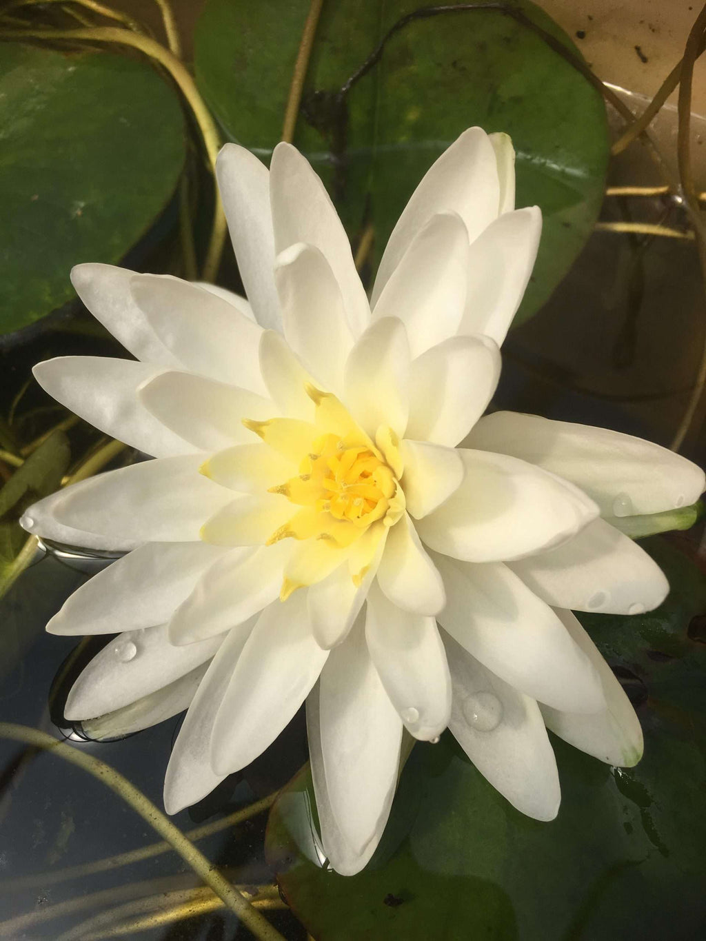 Perrys Double White water lily - pond plants - MW19
