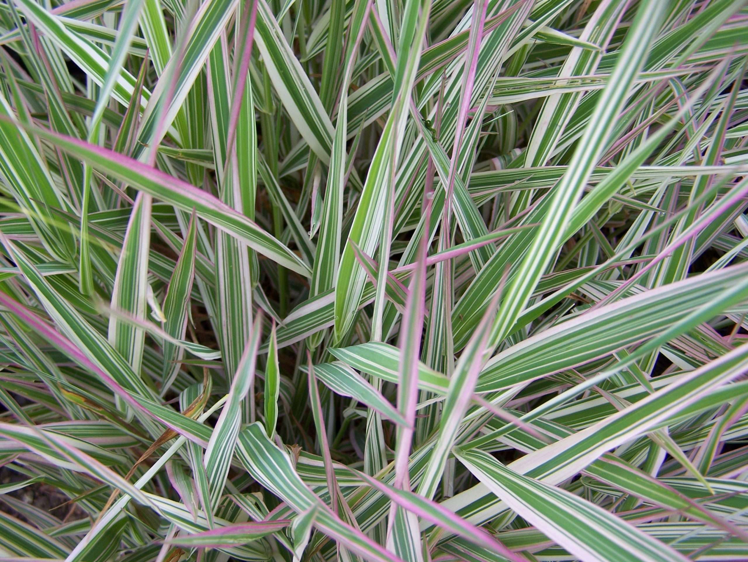 Phalaris arundinacea var picta (Gardener’s garters) - Marginal Pond Plants - BP093