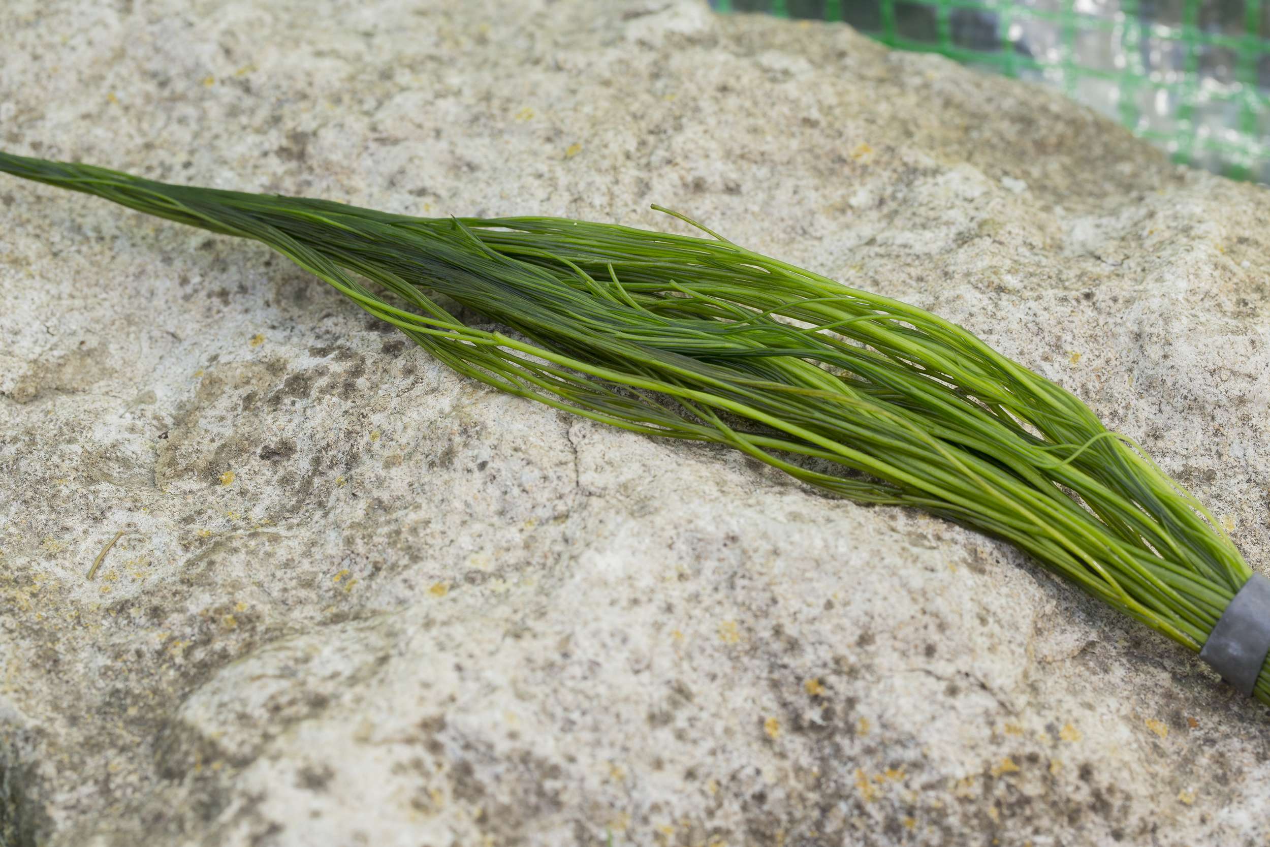 Ranunculus aquatilis (water crowsfoot) - oxygen plant - pond plant - water plant - OX022