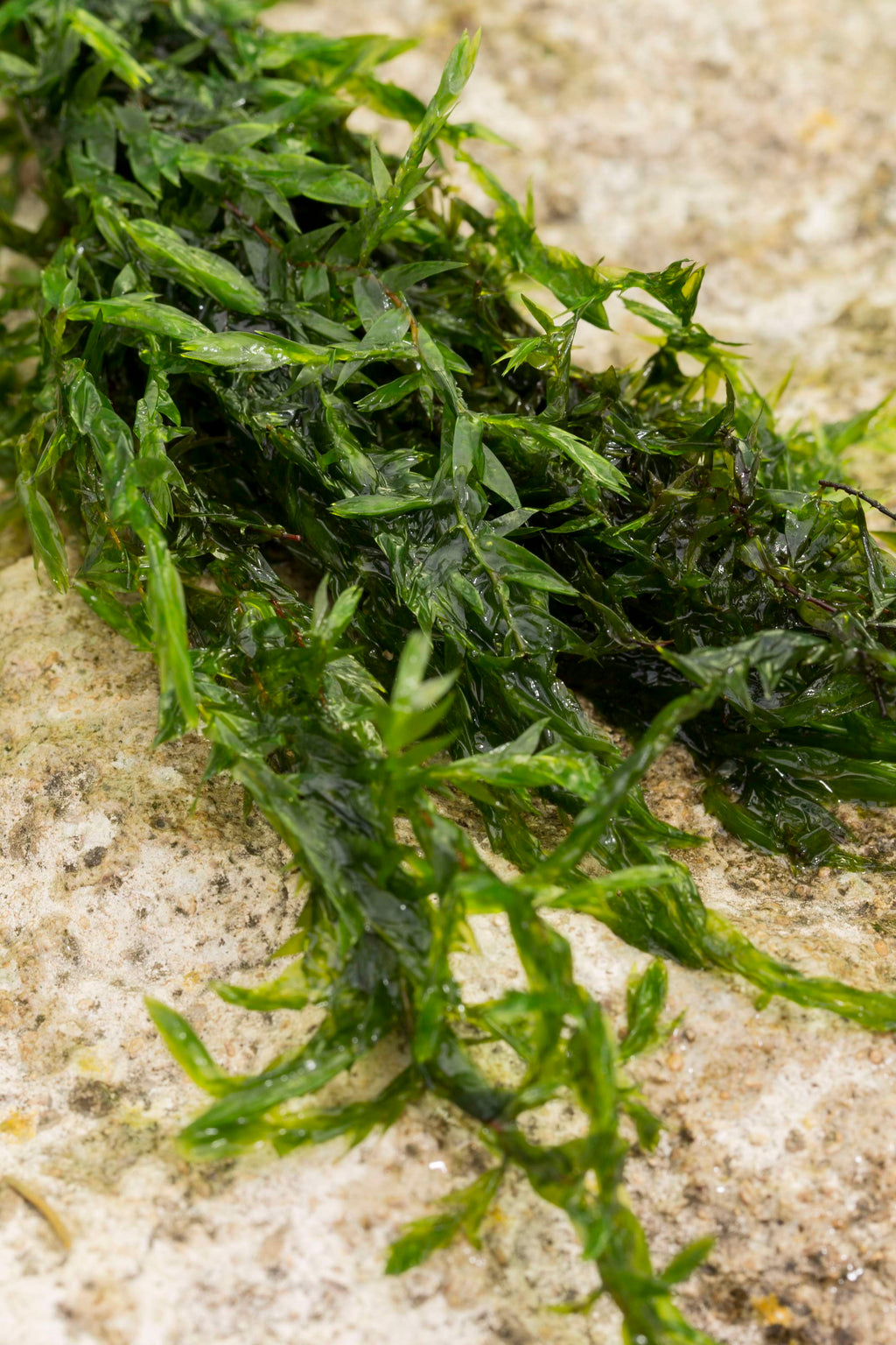 Lincolnshire Pond Plants Bee Pack - BFPL01