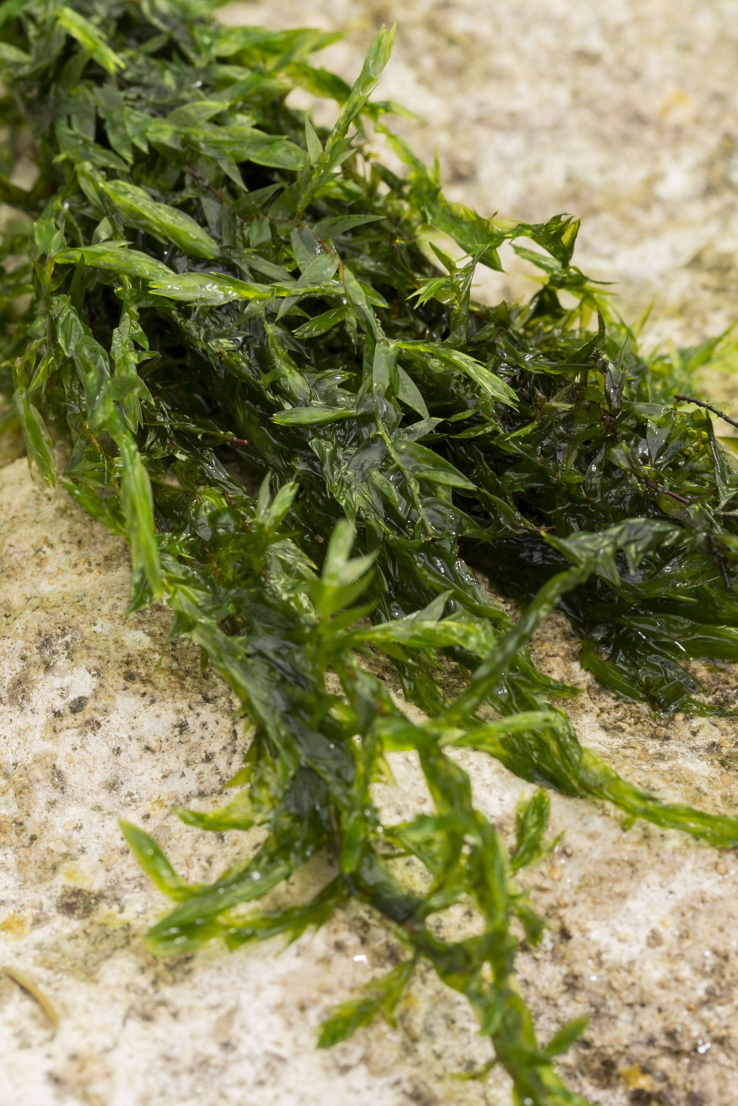 Lincolnshire Pond Plants Bee Pack - BFPL01