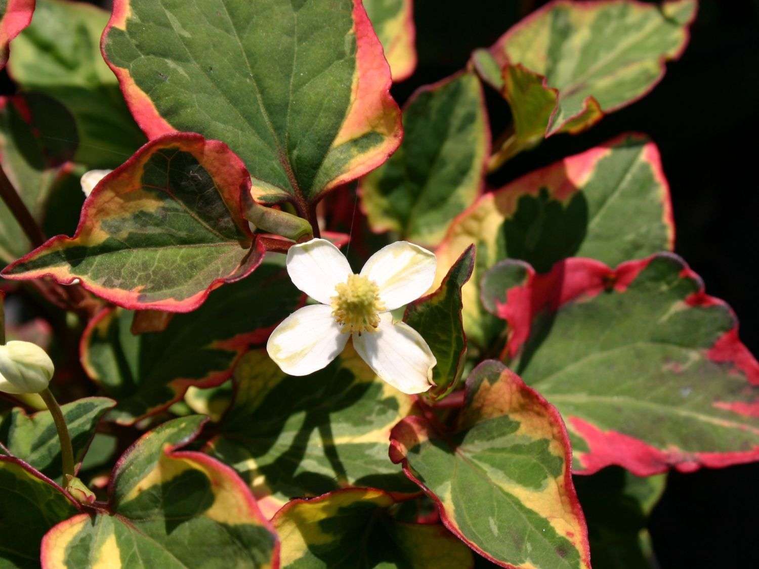 Marginal-Pond-Plants-8-Different-Varieties-Perfect-for-Bees-amp-Other-Pollinatin