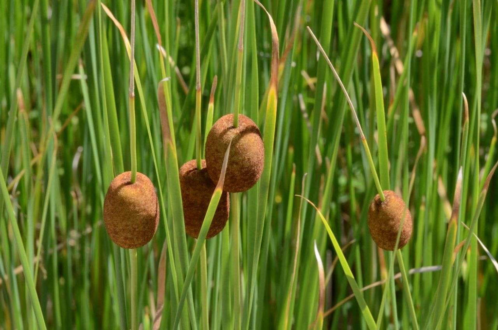 Marginal-Pond-Plants-8-Different-Varieties-Perfect-for-Bees-amp-Other-Pollinatin