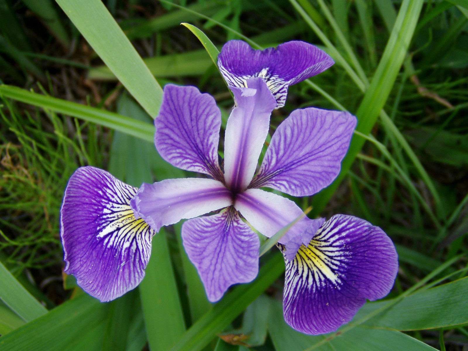 Marginal-Pond-Plants-8-Different-Varieties-Perfect-for-Bees-amp-Other-Pollinatin