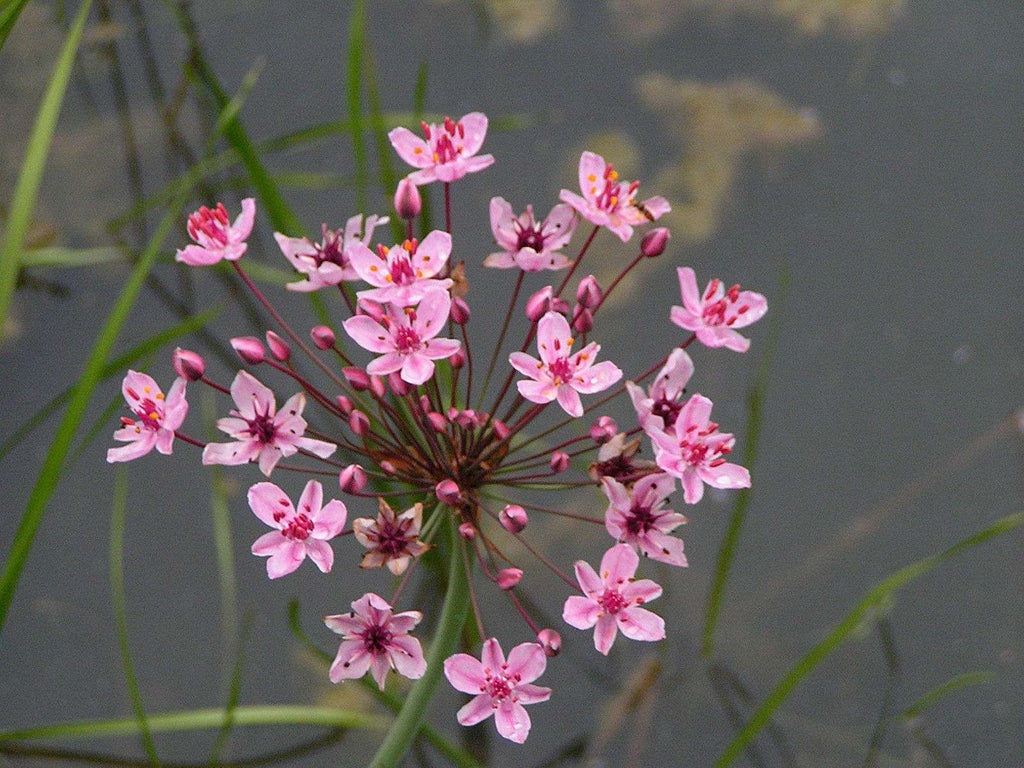 Marginal-Pond-Plants-8-Different-Varieties-Perfect-for-Bees-amp-Other-Pollinatin