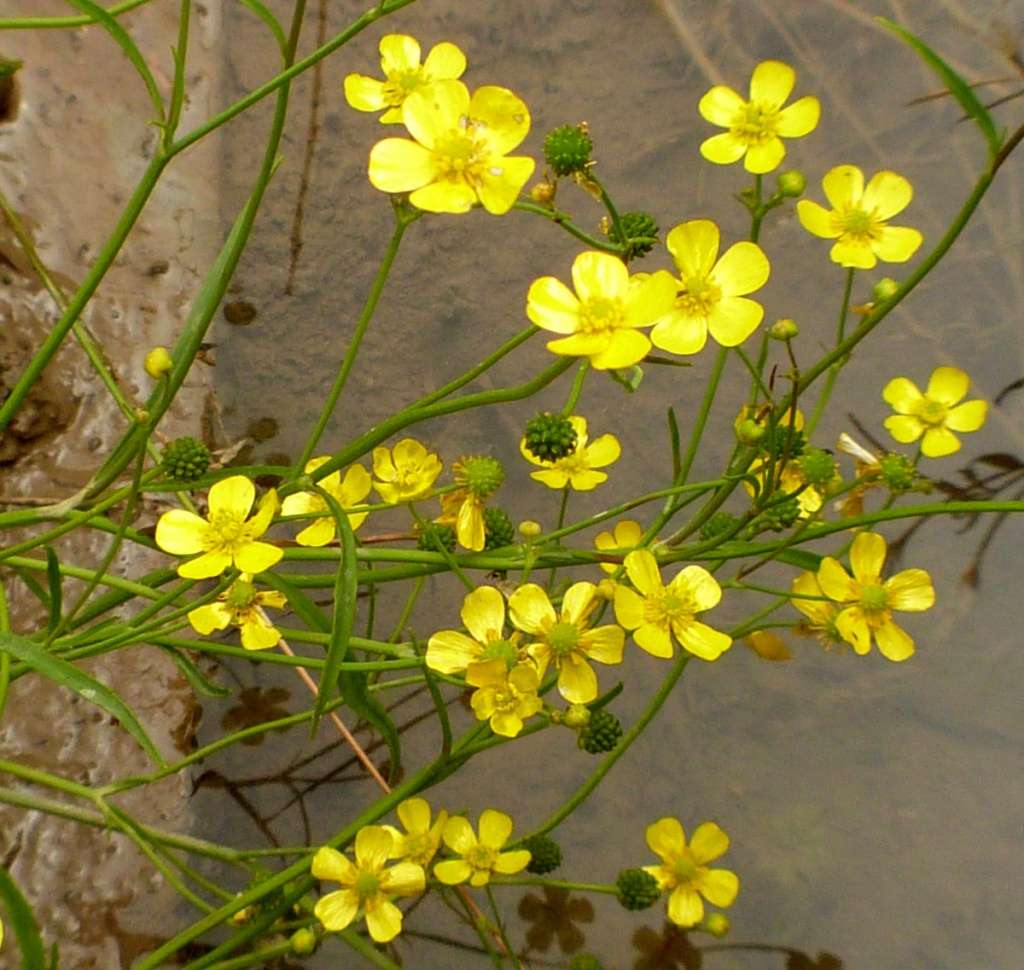 Lincolnshire Pond Plants Native Marginal 8 Pack - NNL01