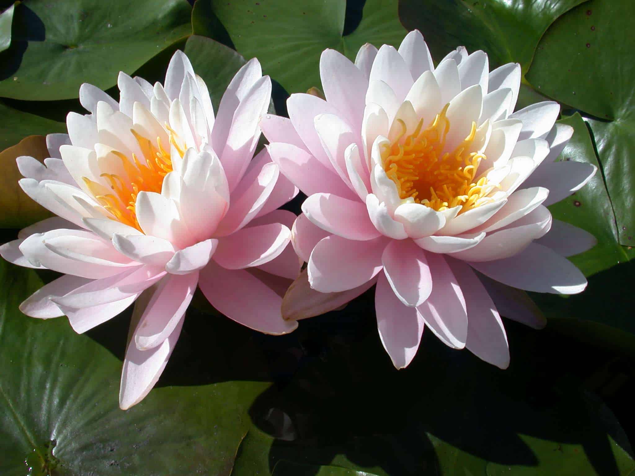 Ray Davis water lily - pond plants - MW20