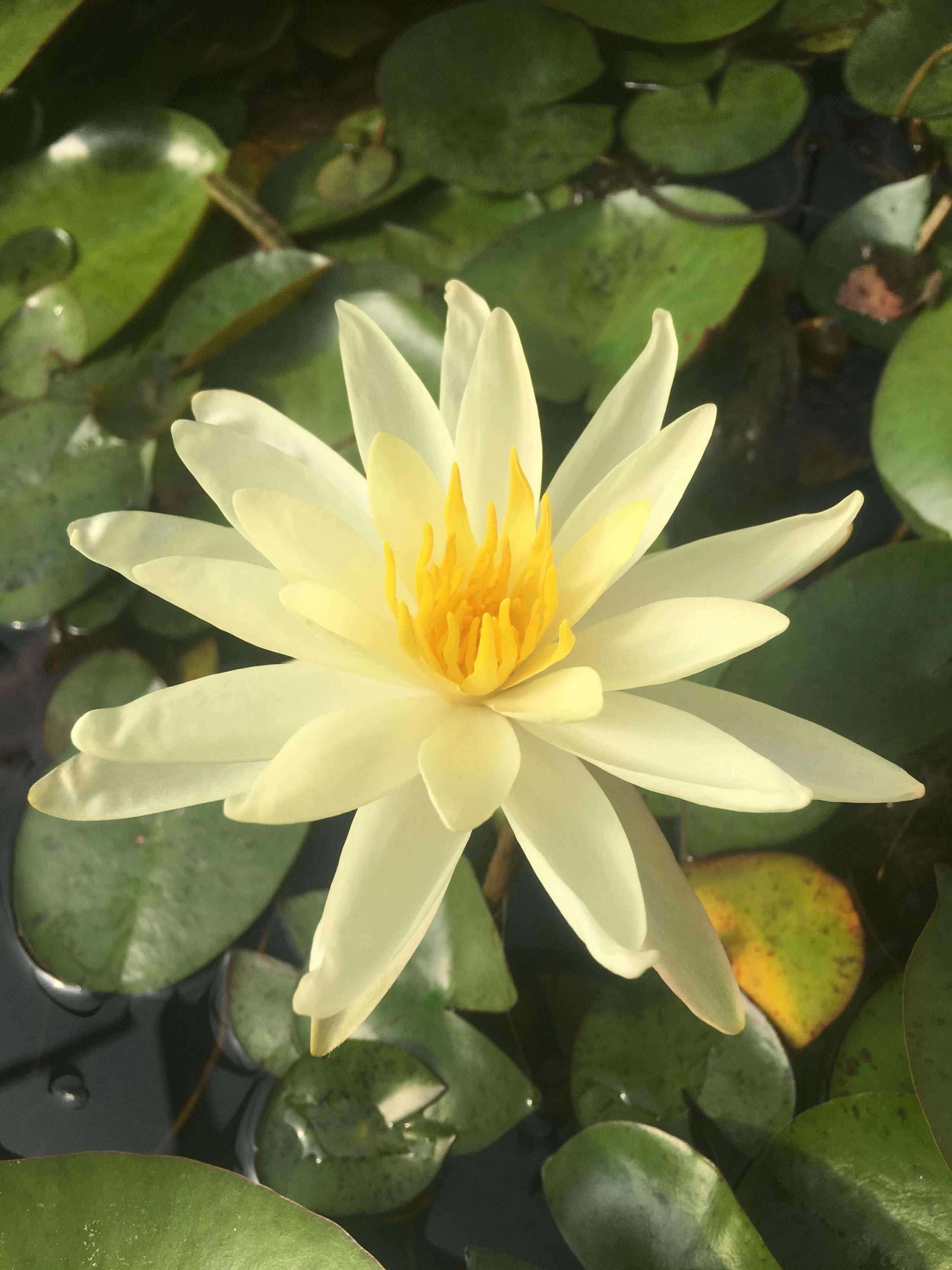 Sioux water lily - pond plants - SW10