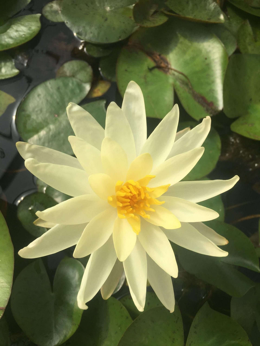 Sioux water lily - pond plants - SW10