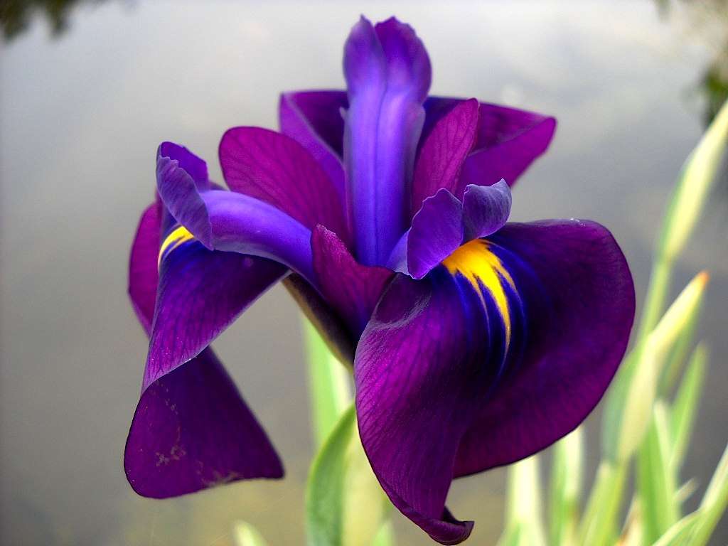 Iris ensata ‘Variegata’ - BP050 Packs