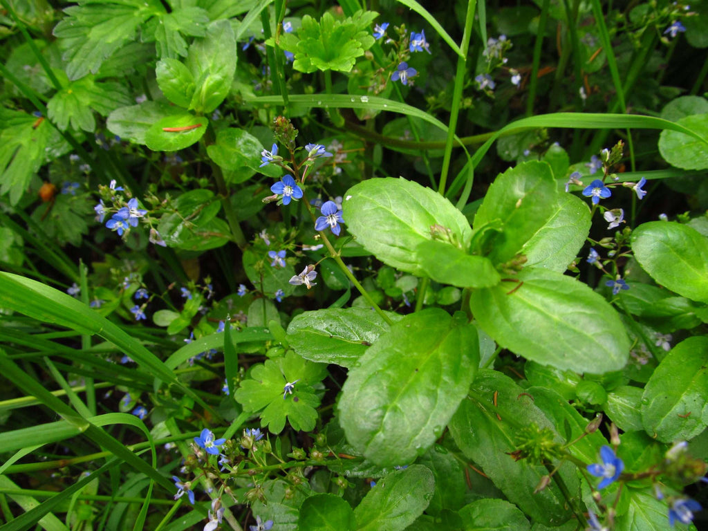 Lincolnshire Pond Plants Native Pack - NNL01