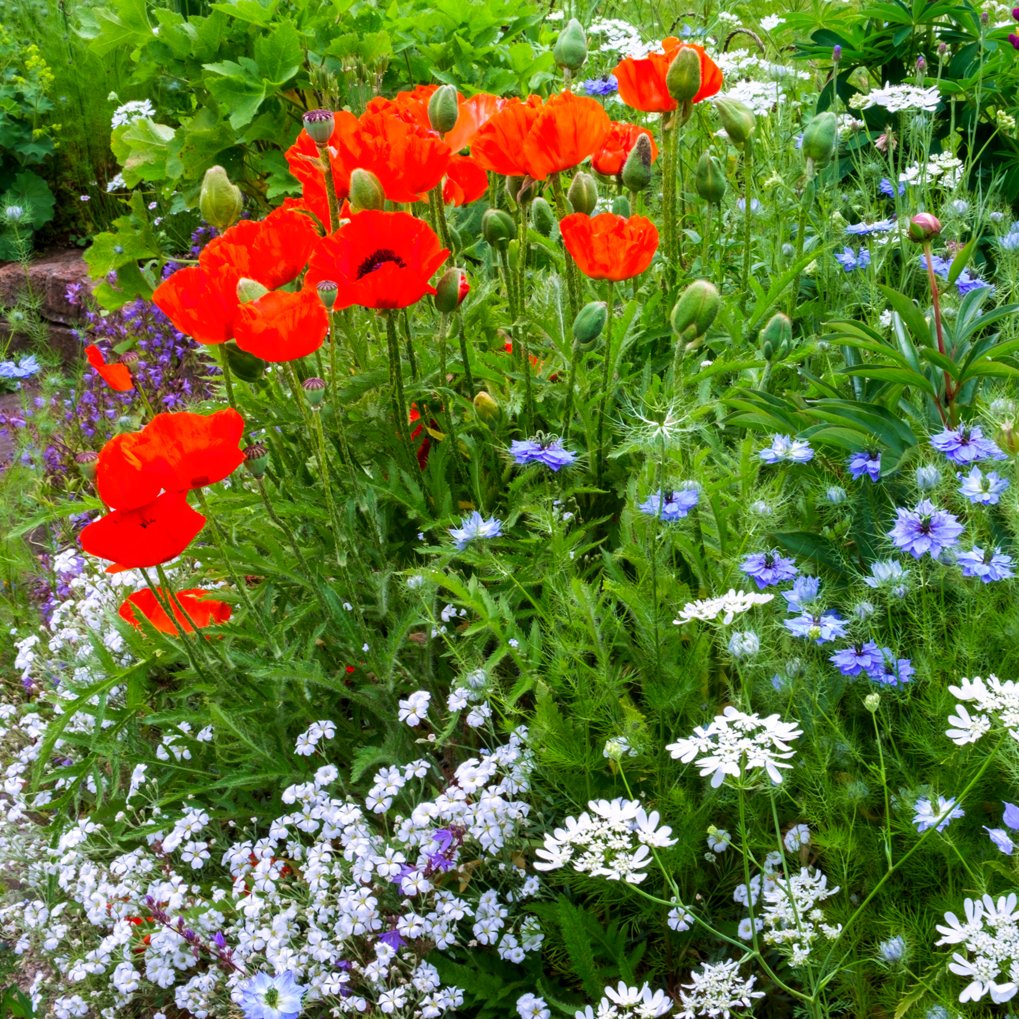 Cottage Garden Ready-Made Border