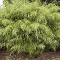 Fargesia Rufa 'Woody Bamboo' 80cm (Multibuy Offers Available)