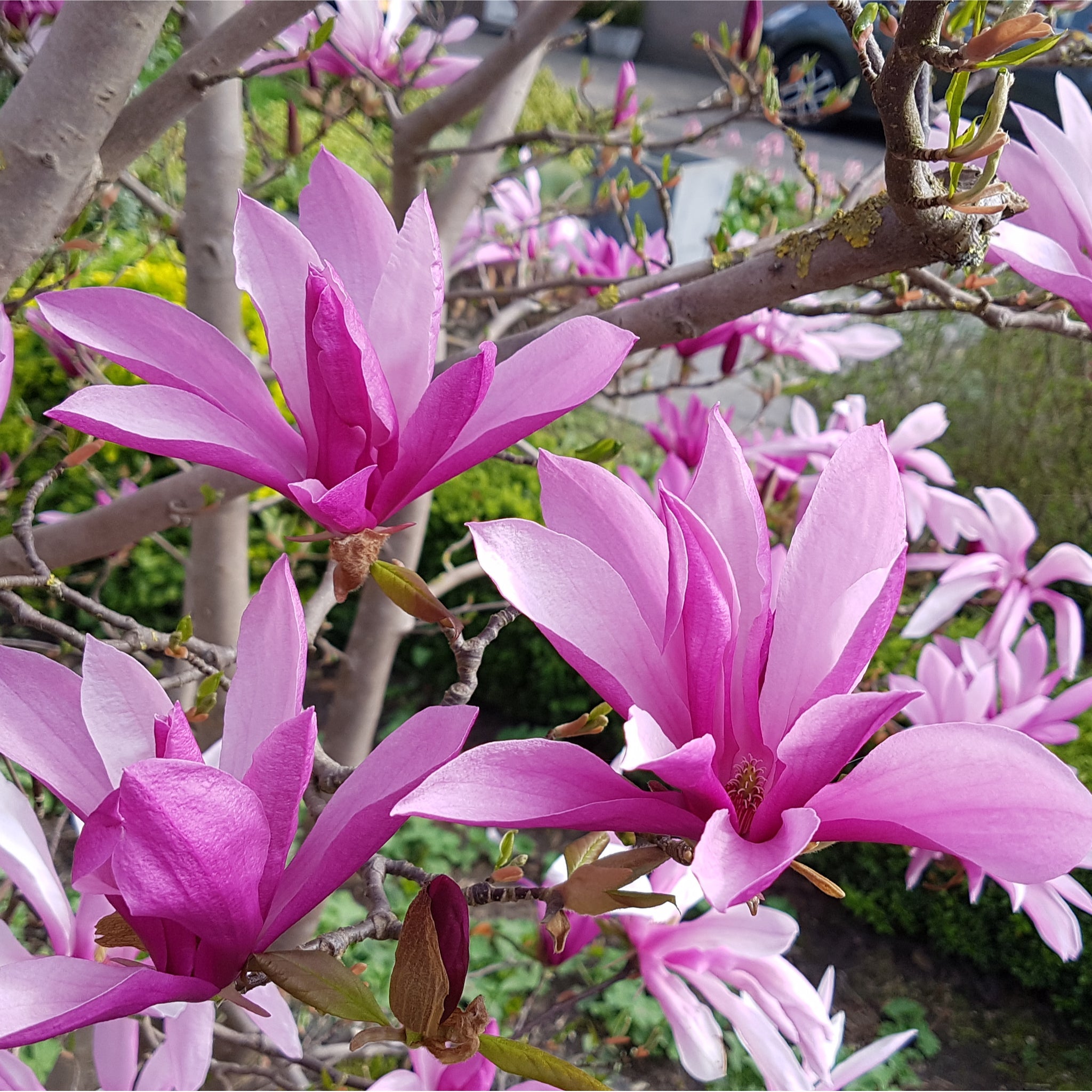 Magnolia Susan 1L