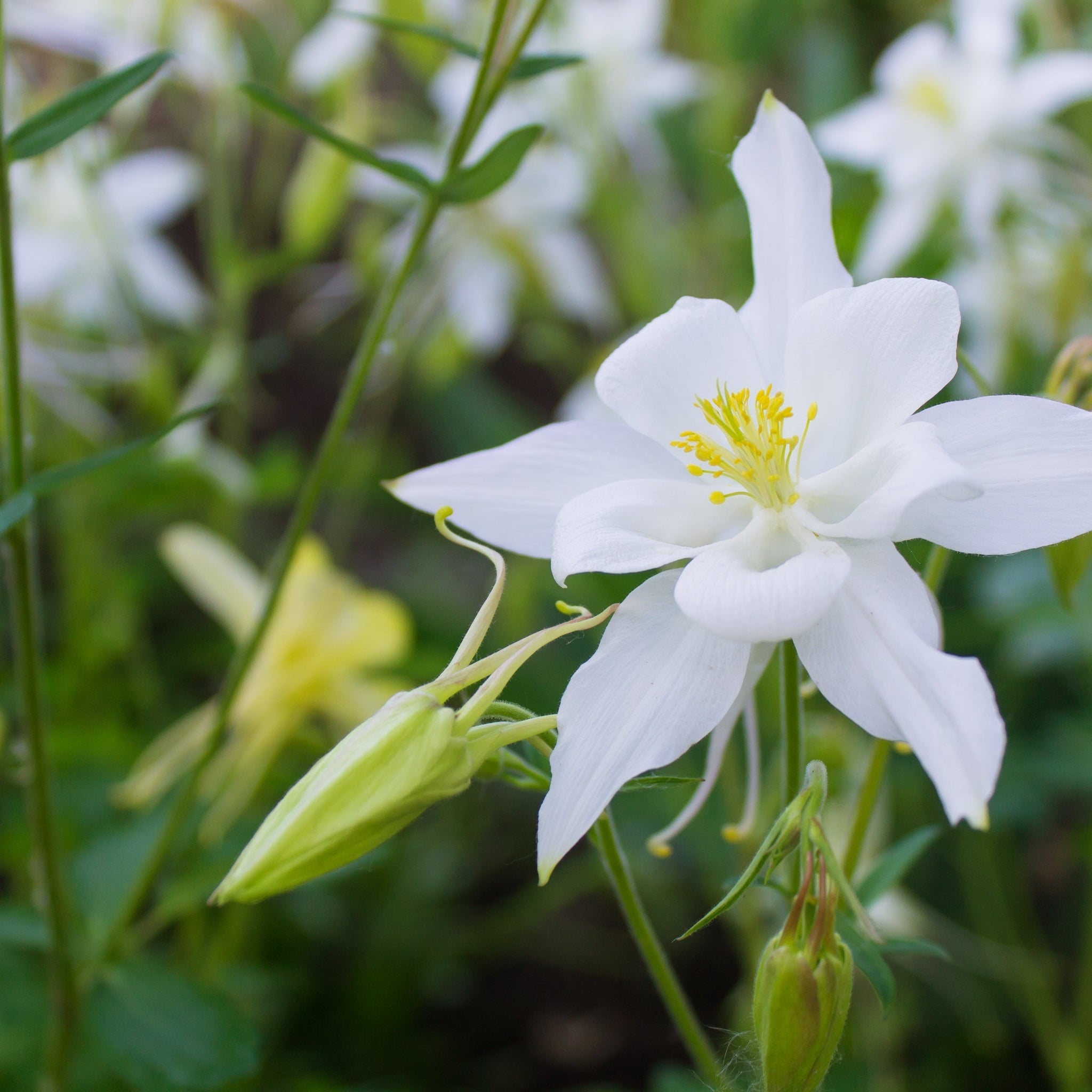 Aquilegia 'White Star' 1L