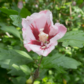 Hibiscus Syriacus 'Hamabo' 1.5L