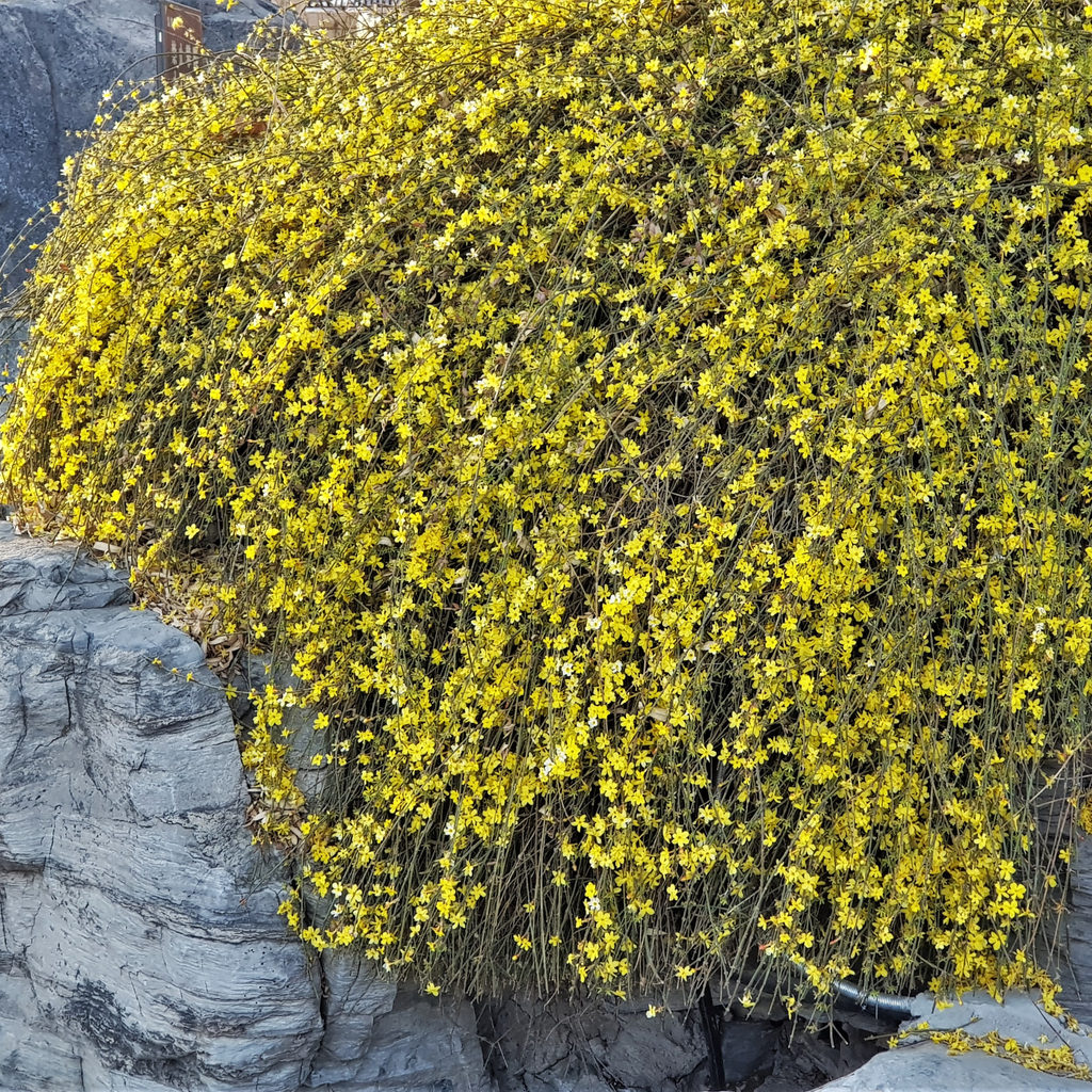 Winter Jasmine | Jasminum nudiflorum | Yellow 2L / 4L
