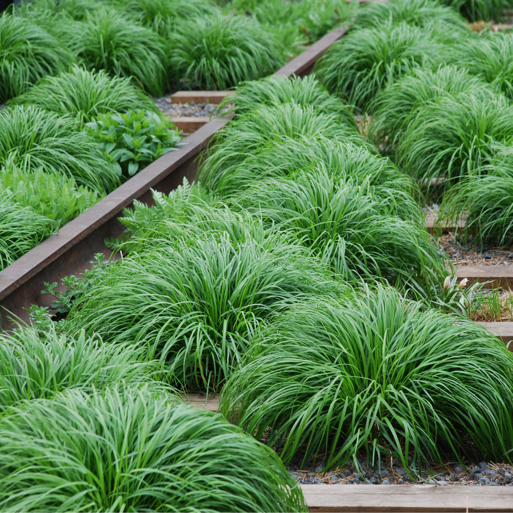 Carex oshimensis 'Irish Green' 2L / 3L Pre order dispatch end of Jan