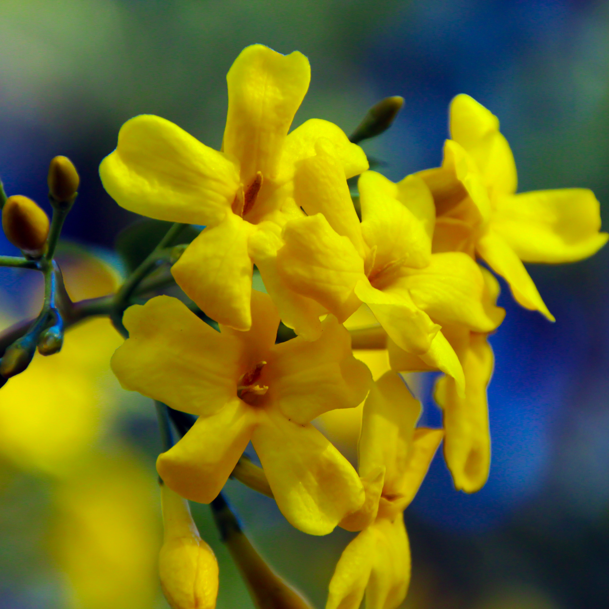 Winter Jasmine | Jasminum nudiflorum | Yellow 2L / 4L