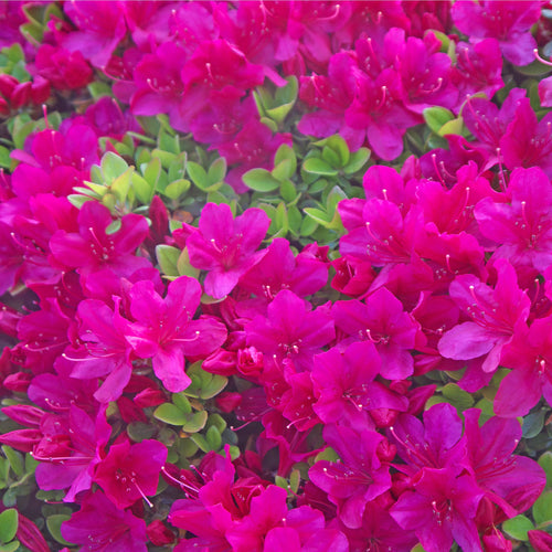 Azalea 'Toreador' 2L