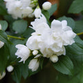 Philadelphus 'Snowbelle' 9cm / 1L / 2L /5L