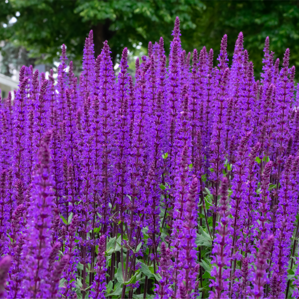 Chloe's Season Long Colour Mix (6x9cm Pots)