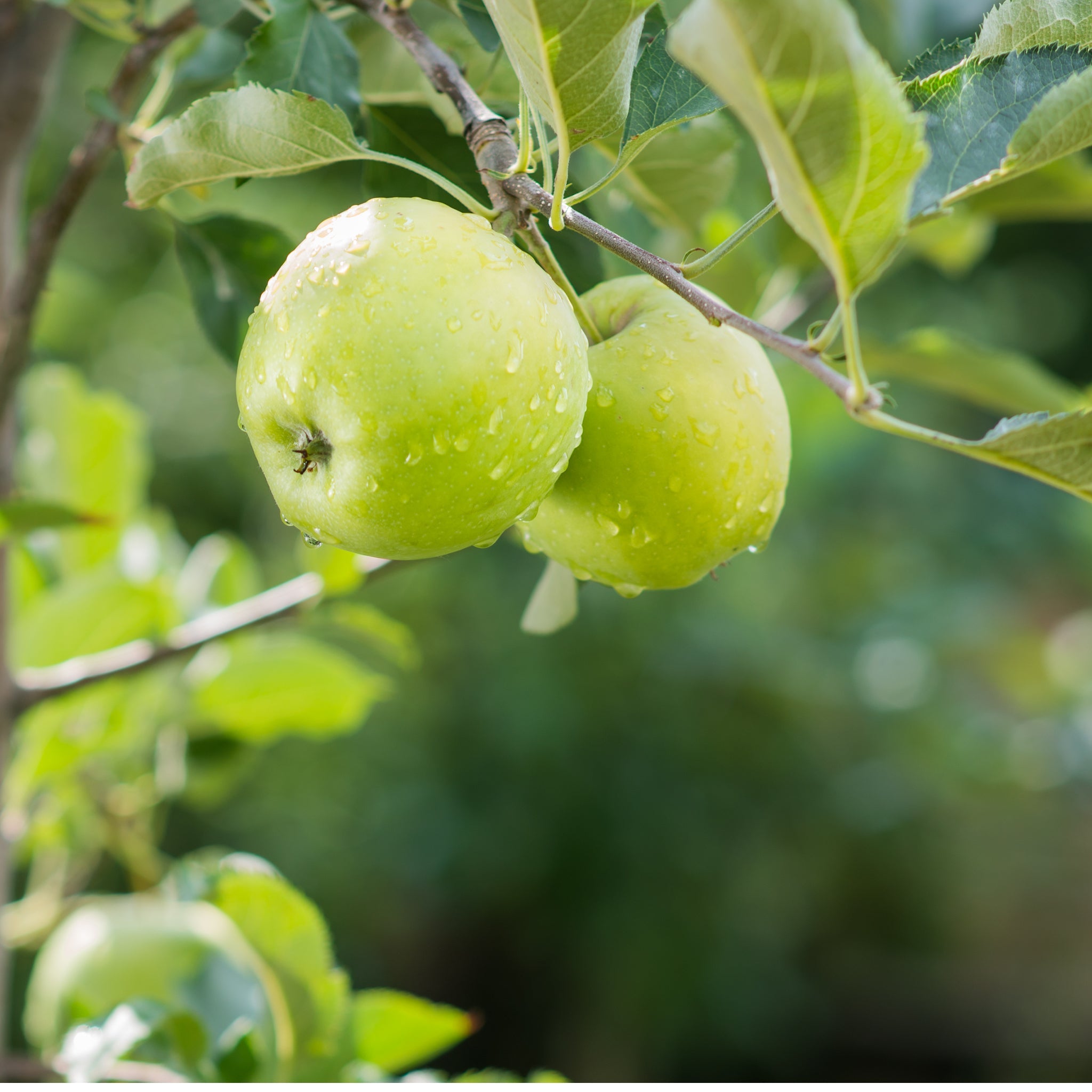 Dwarf Patio Apple Tree 'Granny Smith' 1m
