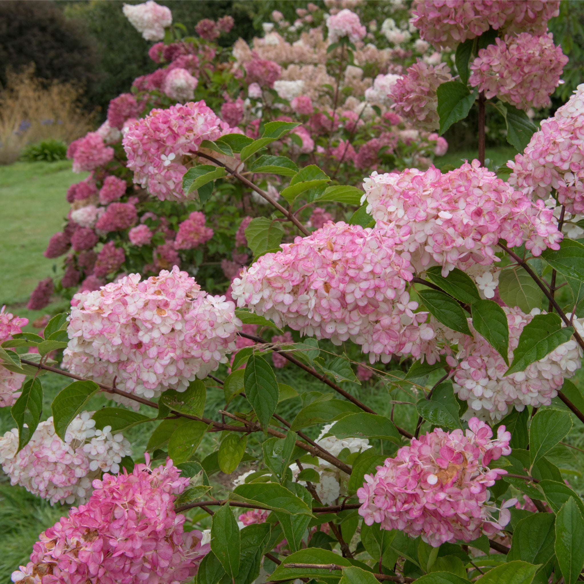 Hydrangea paniculata 'Vanille Fraise' 9cm / 2L / 3L