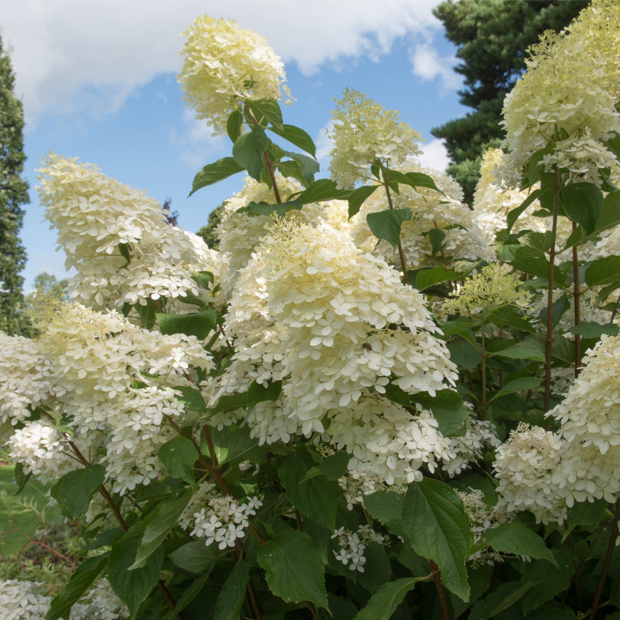 Hydrangea paniculata Grandiflora 1/2L/10L