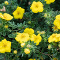 Potentilla  'Klondike’ 1L