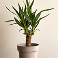 Yucca elephantipe 40-45cm
