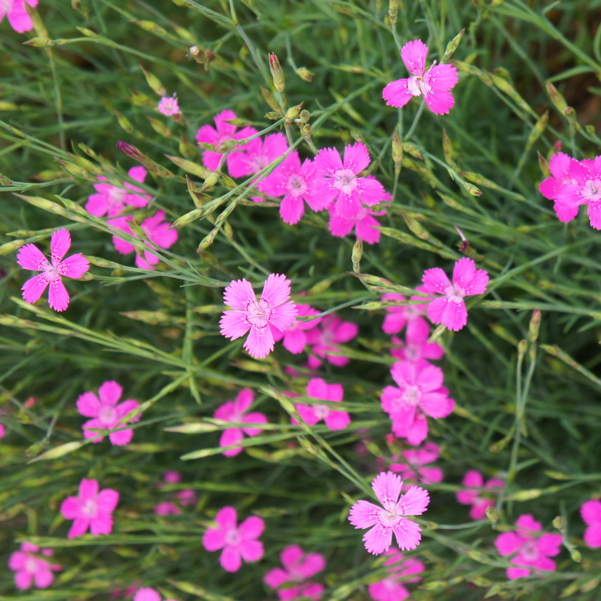 Dianthus deltoies 'Brilliant' 9cm