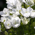 Campanula (Bell Flower) Pristar White 1.5L