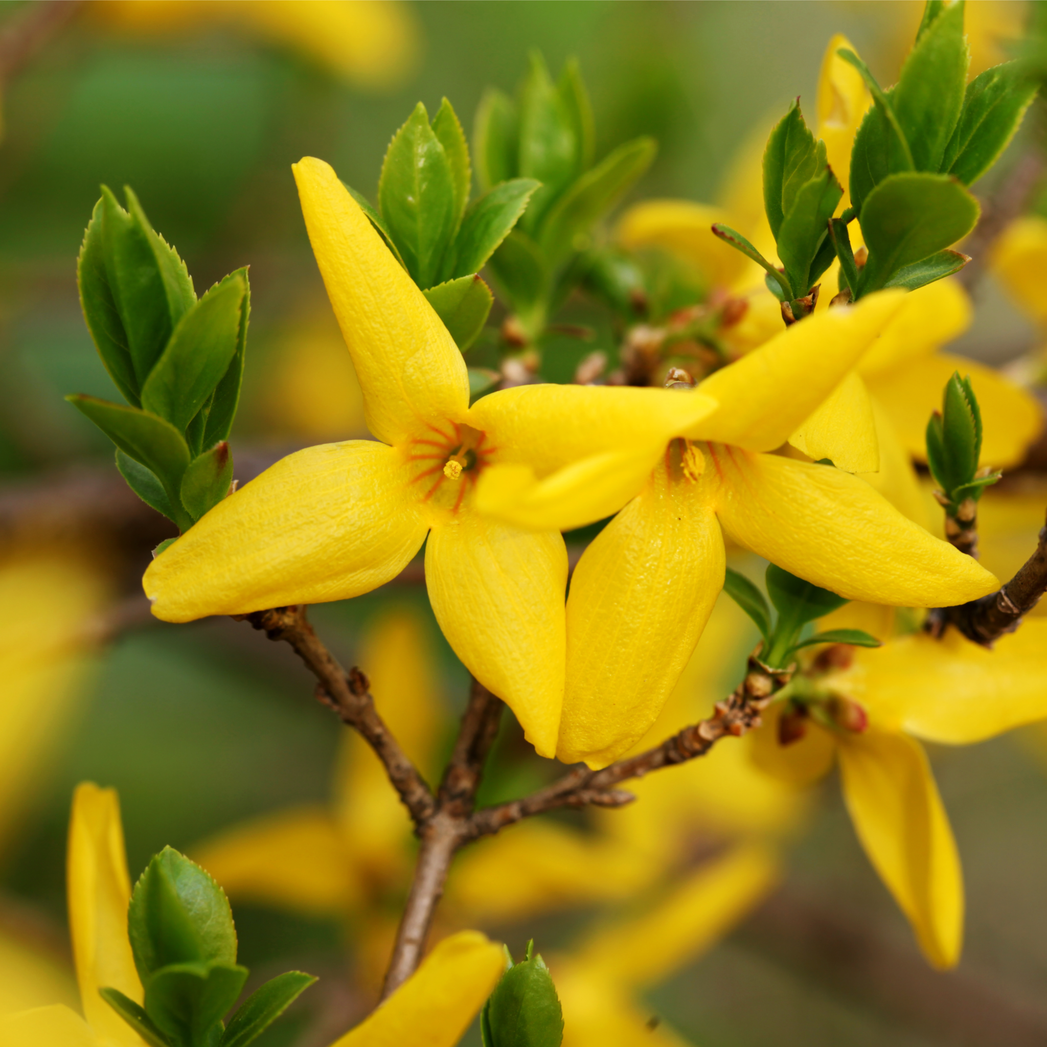 Forsythia x intermedia 'Weekend' 1L