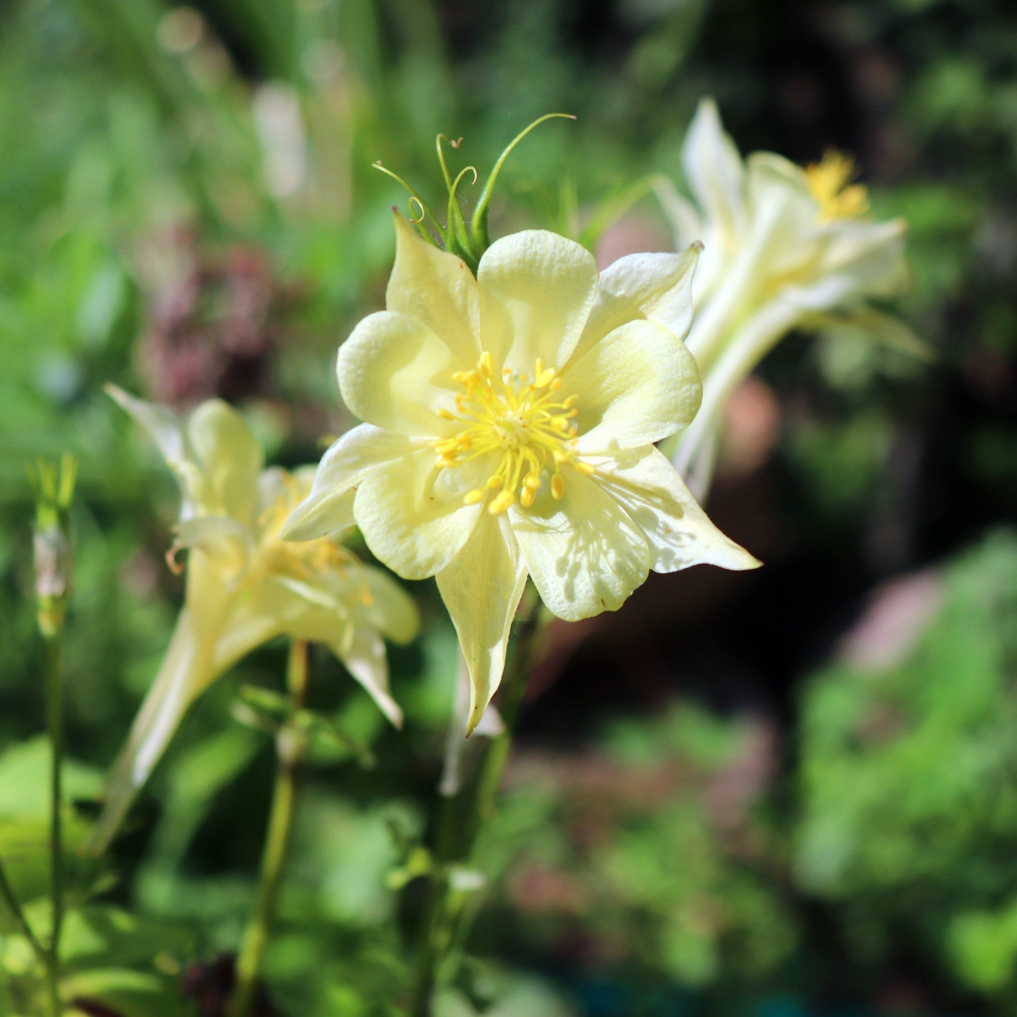Aquilegia 'Spring Magic Yellow'