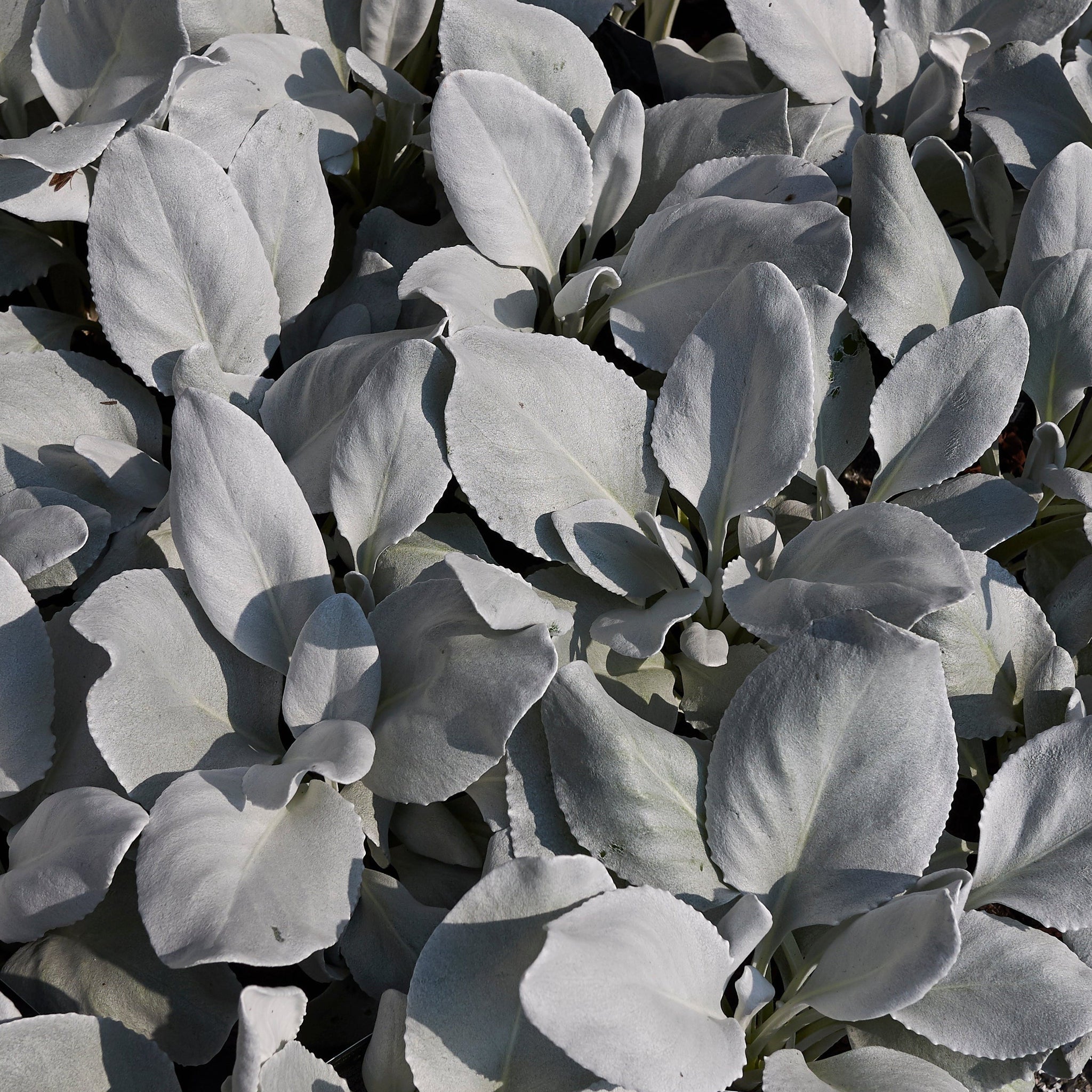 Senecio 'Angel Wings' Evergreen 9cm/2L/5L