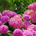 Hydrangea macrophylla 'Pink Ball' (Multiple Sizes Available)