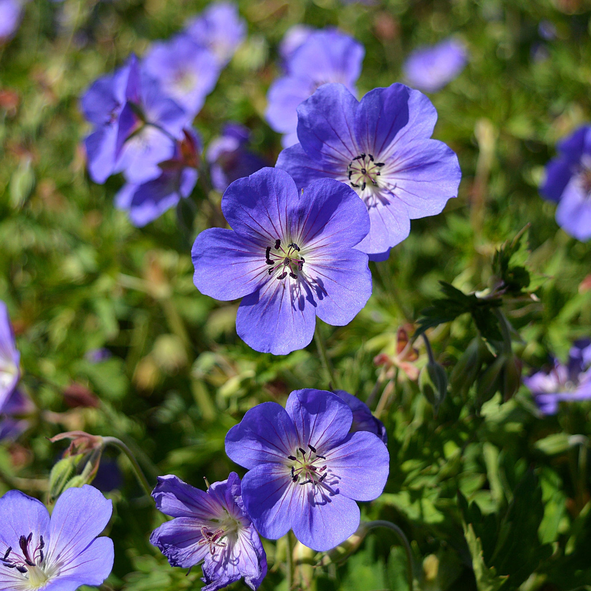 Beginners Plant Bundle (5 Plants)