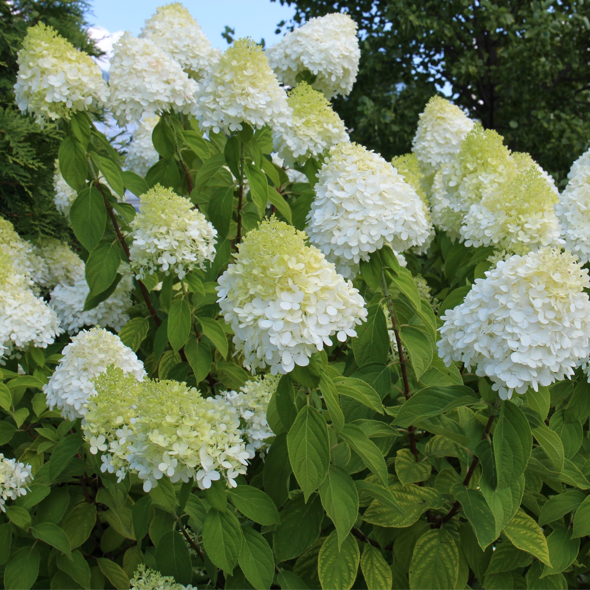 Hydrangea paniculata 'LimeLight’ Tree 65L 170-190cm