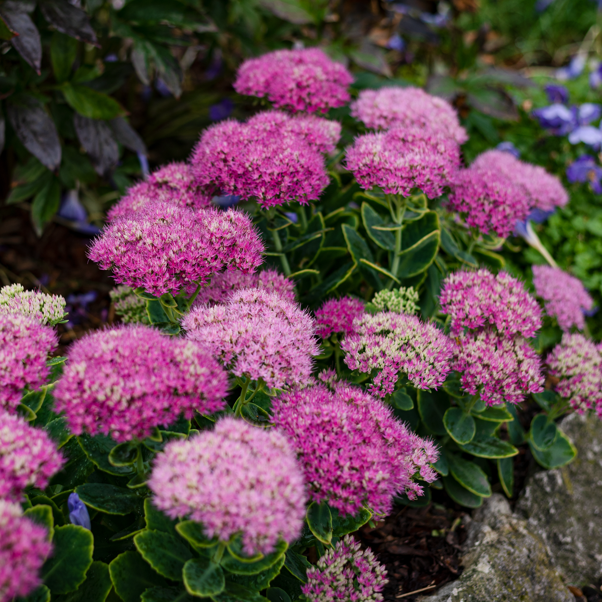 Spiraea japonica 'Little Princess' 9cm / 2L