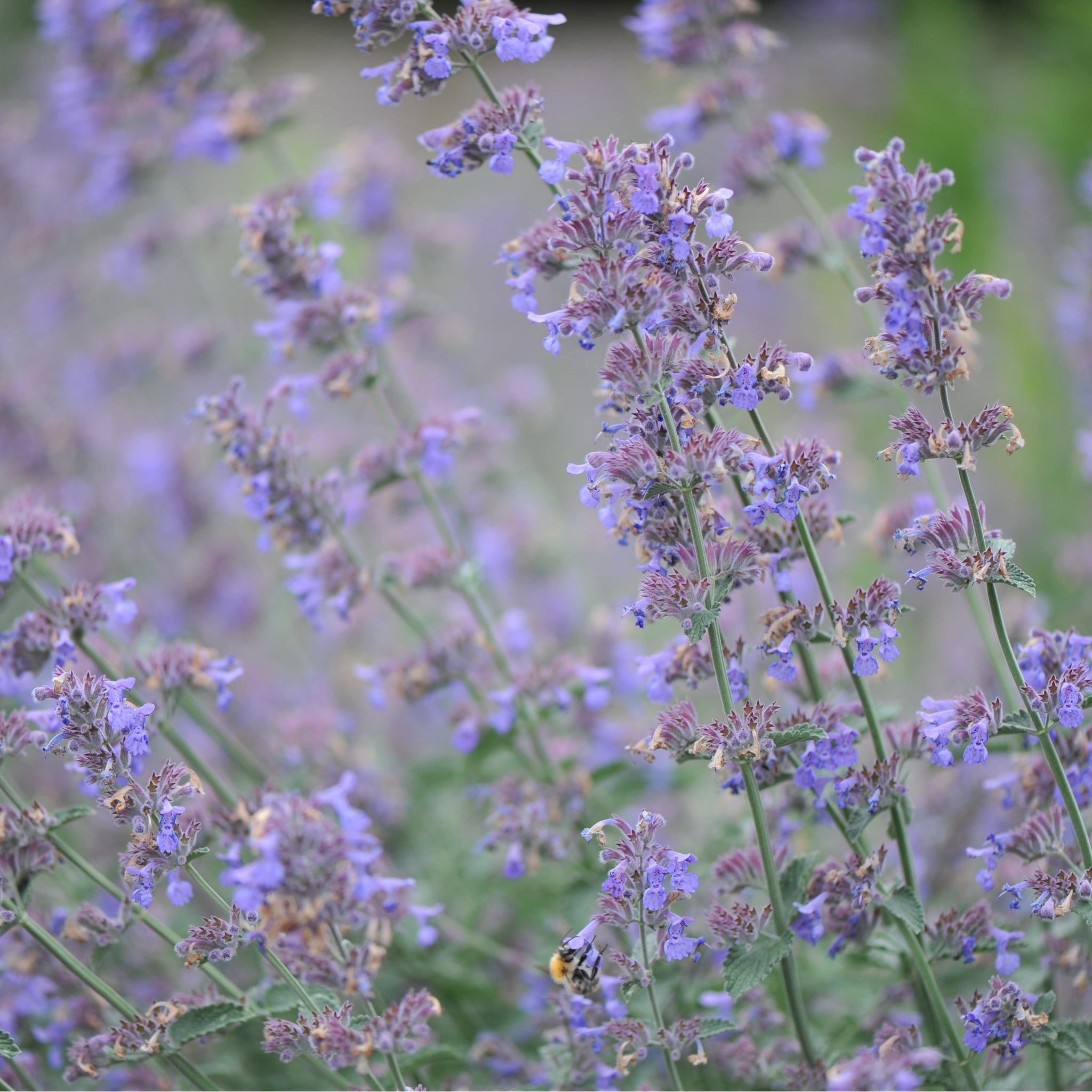 Nepeta Six Hills Giant 9cm/11cm/2L