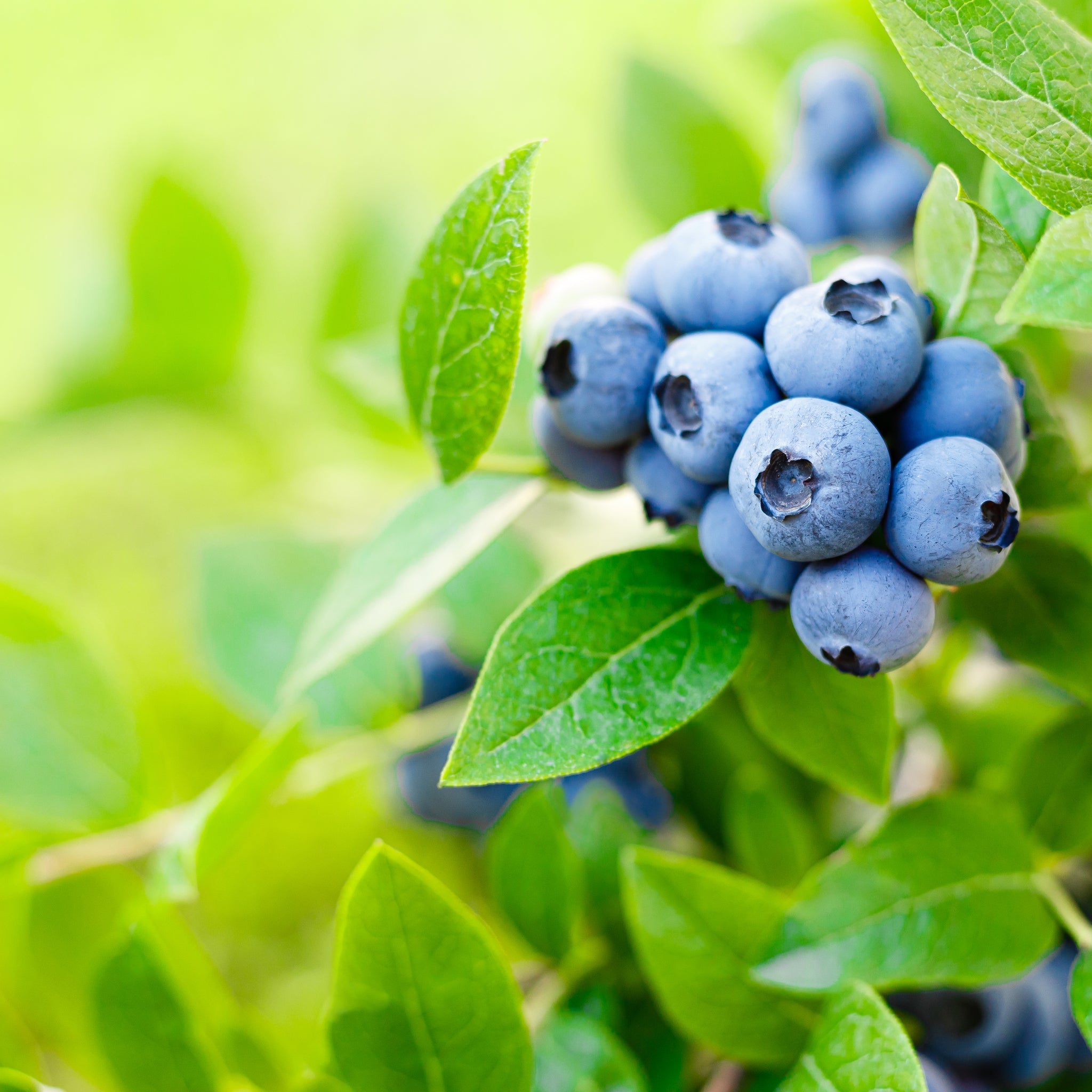 Blueberry 'Brigitta Blue' 2L