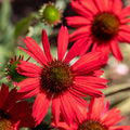 Echinacea purpurea - Red 1.5L