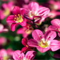 Saxifraga 'Peter Pan' 2L