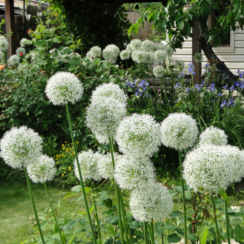 Allium 'Mount Everest' 2L