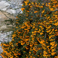 Pyracantha Golden Charmer 1L