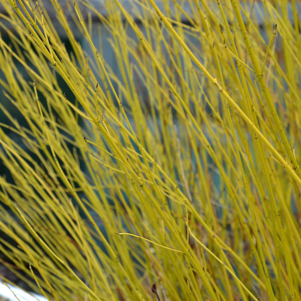 Cornus sericea 'Flaviramea' - Golden Twig Dogwood 3L