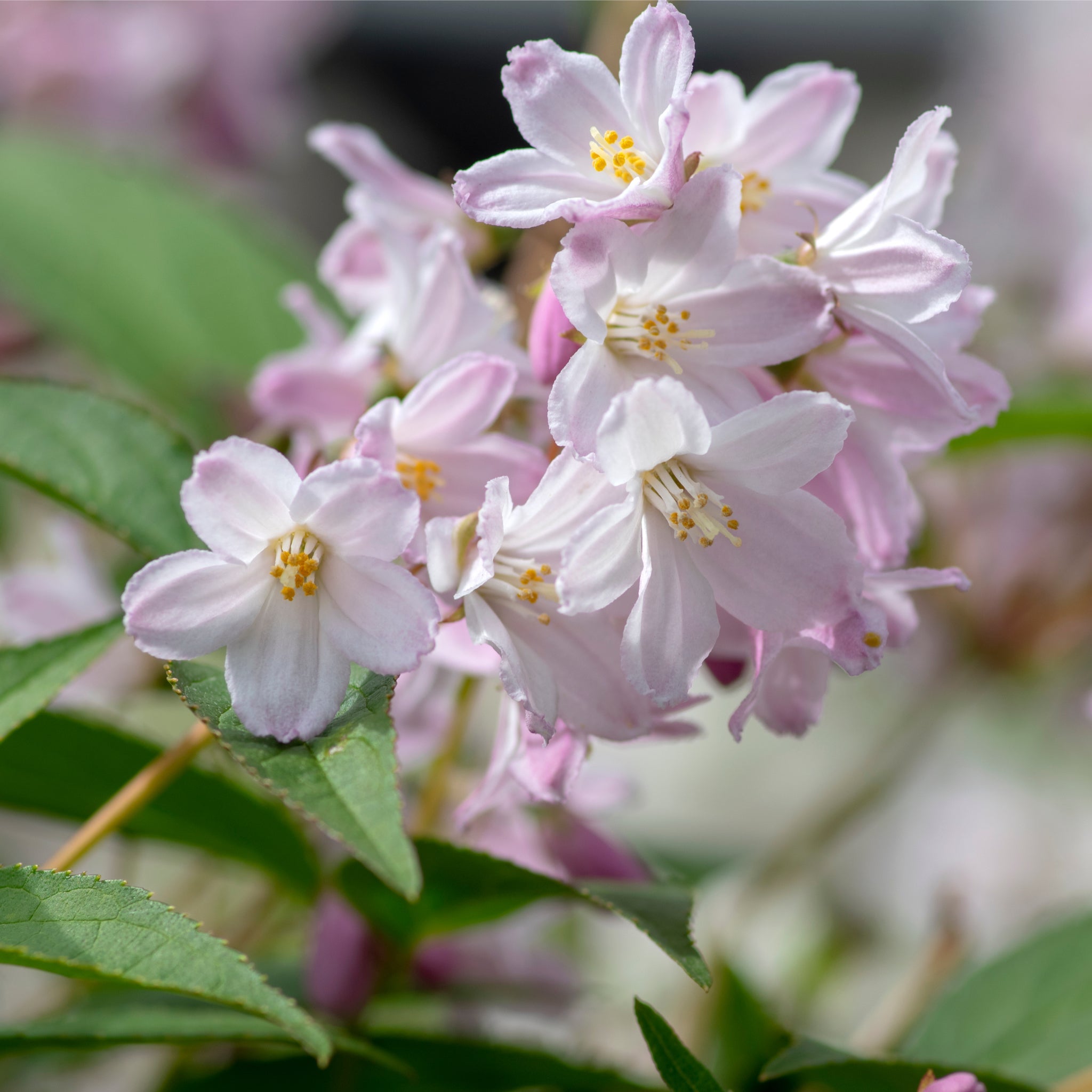 Deutzia 'Mount Rose' 3L