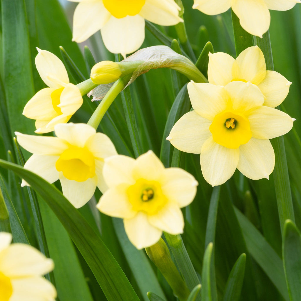 Dwarf Daffodil 'Minnow' (8/18  Bulbs)