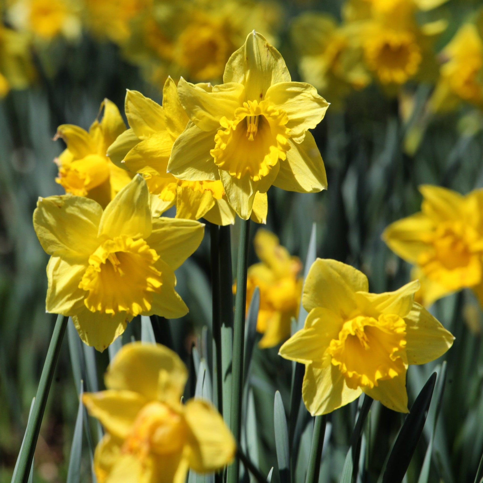 Daffodil 'Dutch Master' (6  Bulbs)